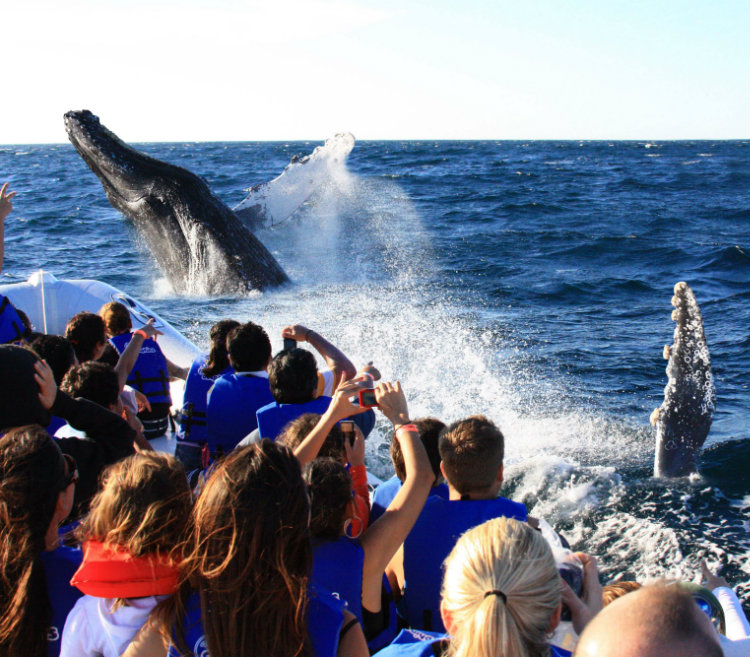 L’observation des baleines