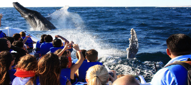 L’observation des baleines