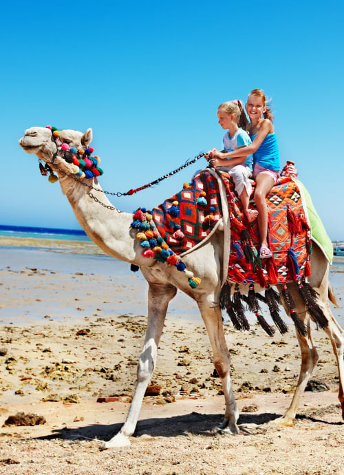 Camel Safari in Los Cabos Hotel of Grand Velas