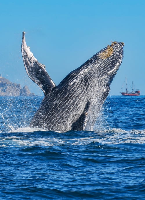 Whale Watching in Los Cabos Hotel of Grand Velas